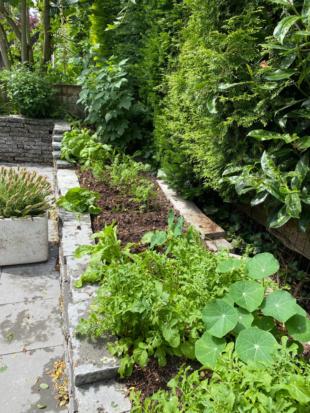 Moestuin bij Neurorevalidatie Doorn