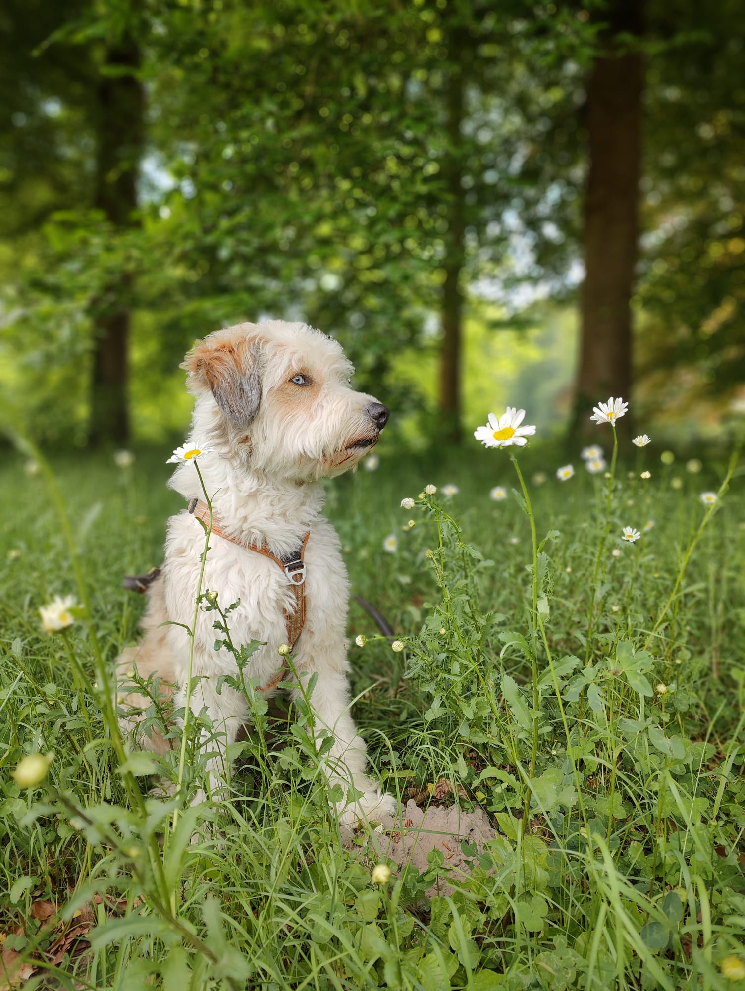 Sjefke, therapiehond